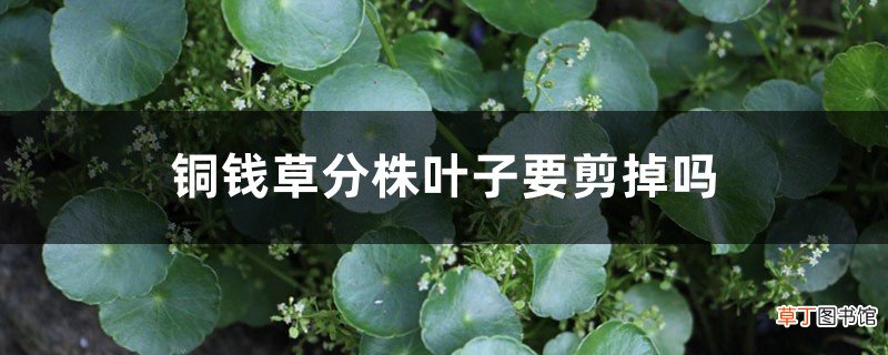 铜钱草分株叶子要剪掉吗，铜钱草分株几天能发芽