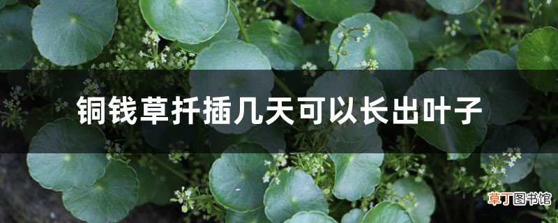 铜钱草扦插几天可以长出叶子，铜钱草的叶子能插活吗