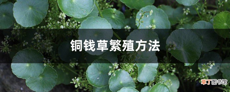 铜钱草繁殖方法，铜钱草没根能繁殖吗