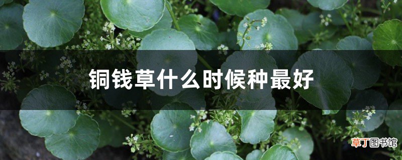 铜钱草什么时候种最好，铜钱草咋种