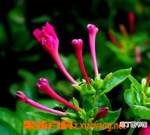 紫茉莉开花后怎么办