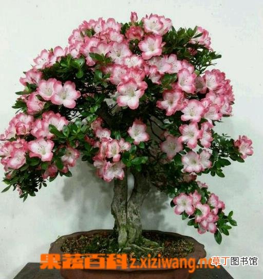 盆栽杜鹃花怎么养