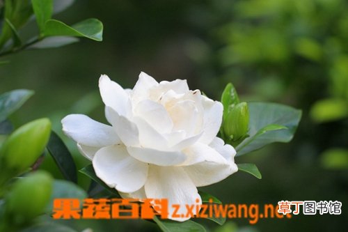 栀子的营养价值及功效