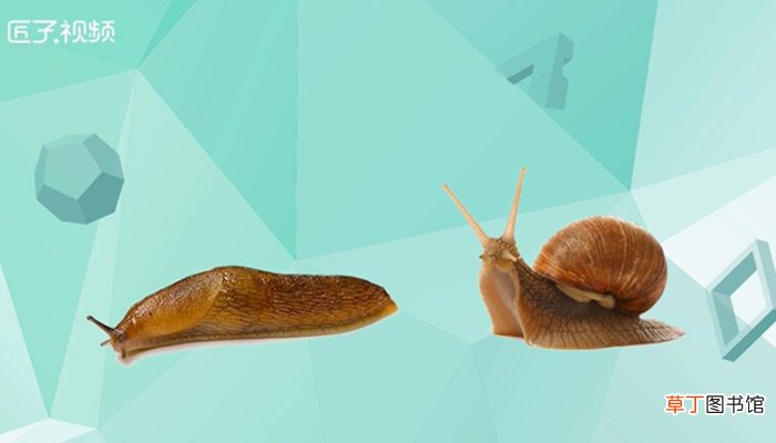 鼻涕虫有毒吗