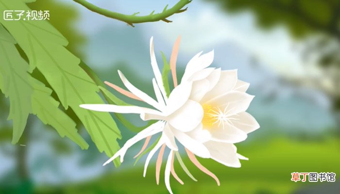 秋天有什么花开