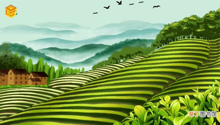 龙井是什么茶