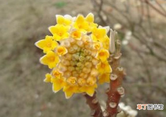 结香花怎么养 结香花的养殖方法技巧