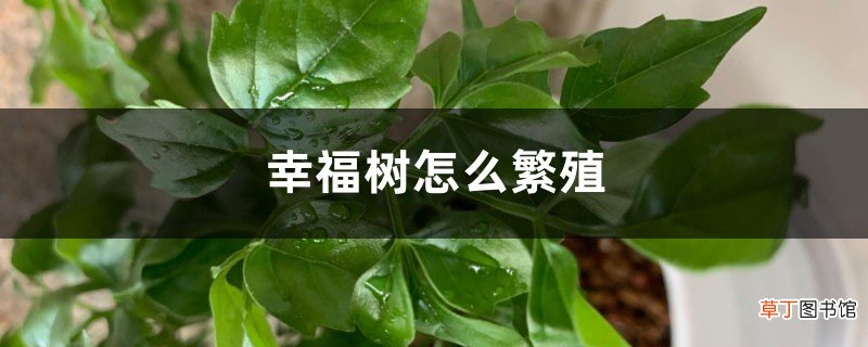 幸福树怎么繁殖，幸福树繁殖方法