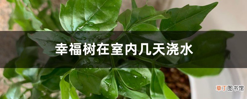 幸福树在室内几天浇水，幸福树浇水方法