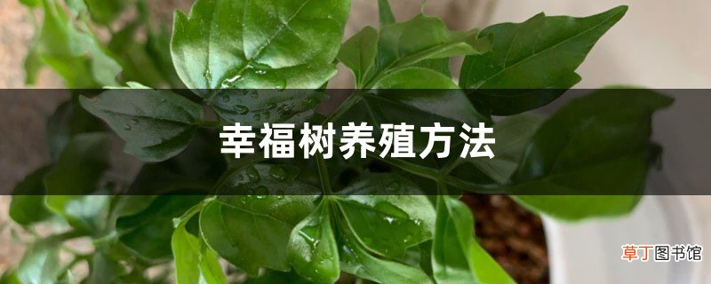 幸福树养殖方法，幸福树怎么养活