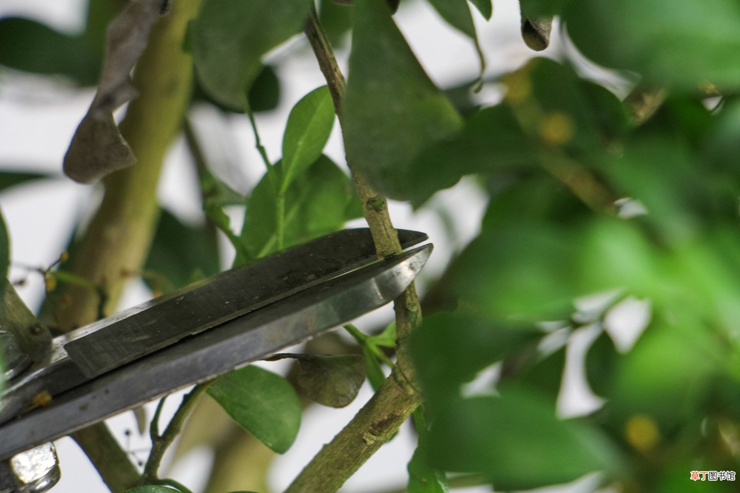 米兰压条繁殖方法，米兰花怎么压枝