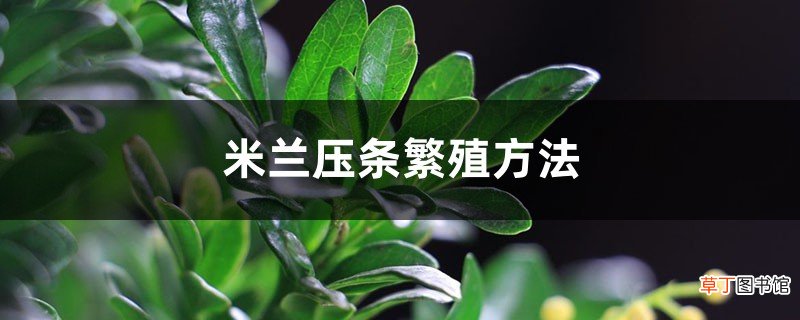 米兰压条繁殖方法，米兰花怎么压枝