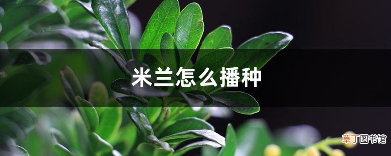米兰怎么播种，米兰什么时候种最好