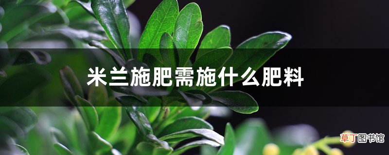 米兰施肥需施什么肥料，米兰施肥方法
