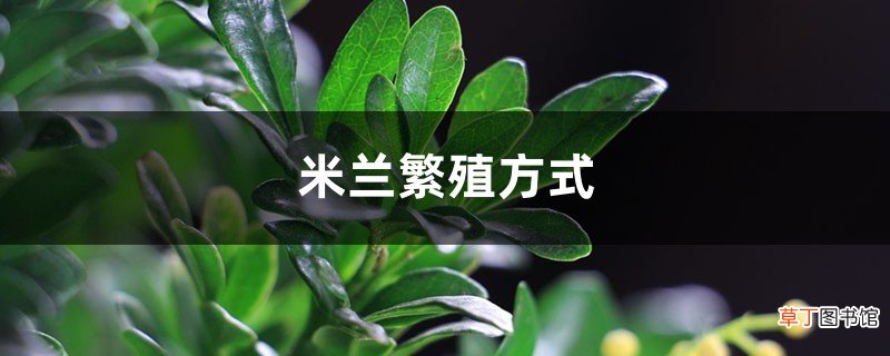 米兰繁殖方式，米兰如何繁殖