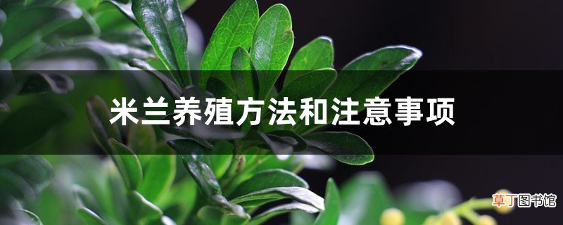 米兰养殖方法和注意事项，米兰怎么养