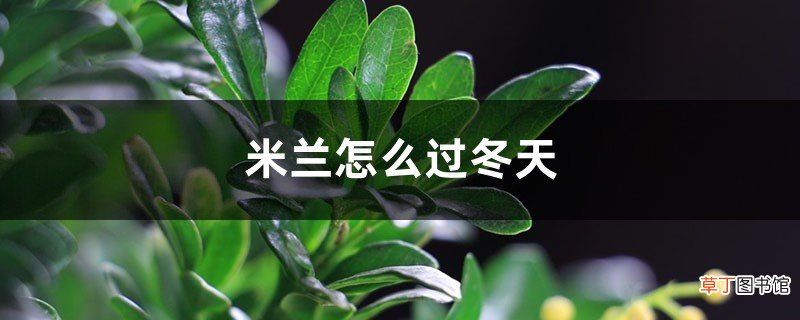 米兰怎么过冬天，米兰花过冬最低温度