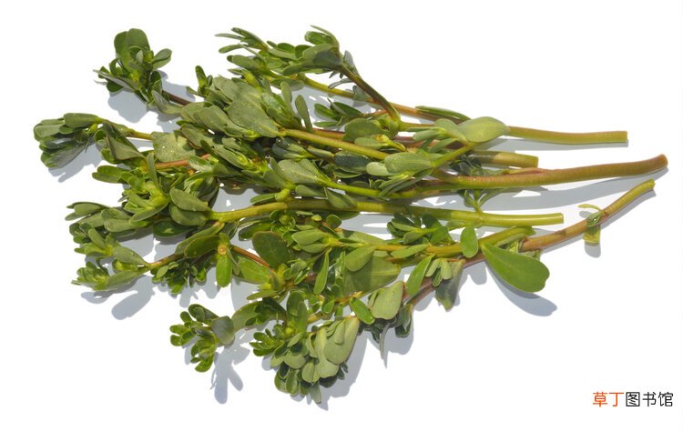 农村常见的一种野菜，号称“天然抗生素”，没吃过的太可惜了