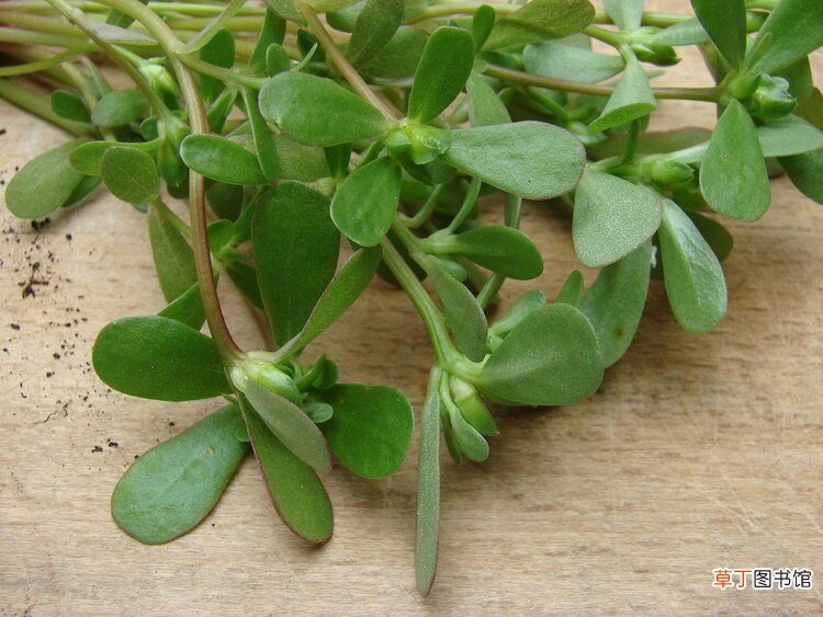 农村常见的一种野菜，号称“天然抗生素”，没吃过的太可惜了
