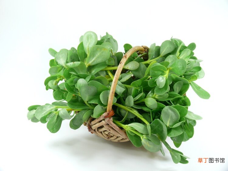 农村常见的一种野菜，号称“天然抗生素”，没吃过的太可惜了