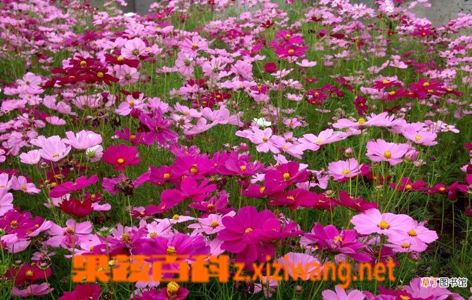 波斯菊种子怎么种 波斯菊的种植方法技巧