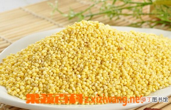 大黄米与黄小米的区别