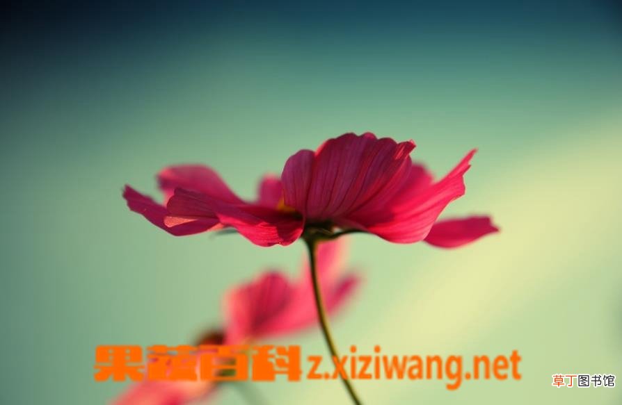 波斯菊如何养殖 波斯菊的种植方法