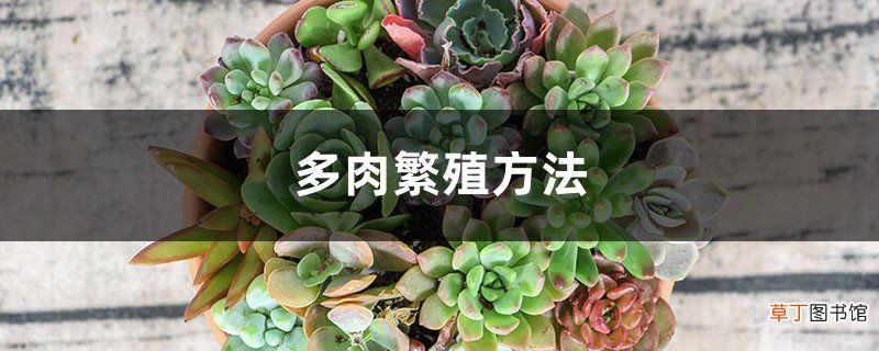 多肉繁殖方法,多肉怎么繁殖