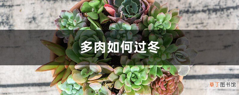 多肉如何过冬，多肉阳台怎么过冬