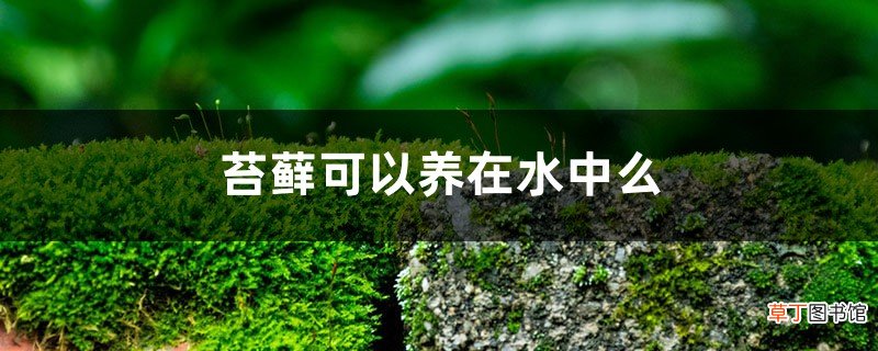 苔藓可以养在水中么，能放在鱼缸里吗
