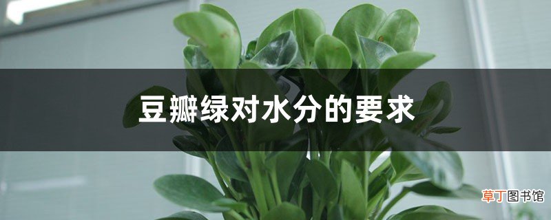 豆瓣绿对水分的要求