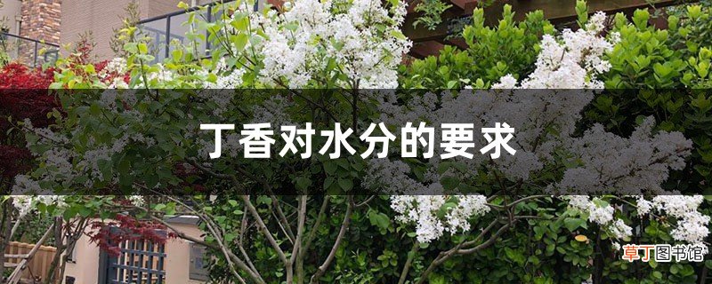 丁香对水分的要求