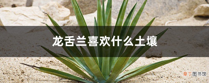 龙舌兰喜欢什么土壤，喜欢阳光吗