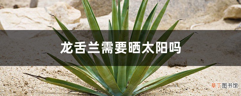龙舌兰需要晒太阳吗，需要修剪吗