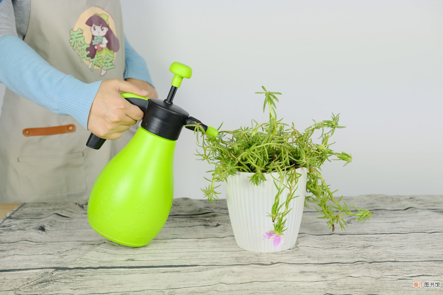 太阳花喜欢什么肥料，太阳花施肥的方法