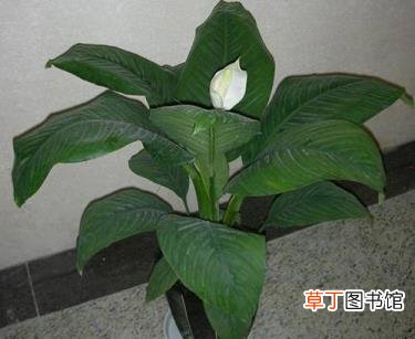 一帆风顺太茂盛需要修剪吗 一帆风顺多久浇一次水