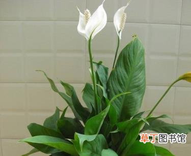 一帆风顺太茂盛需要修剪吗 一帆风顺多久浇一次水