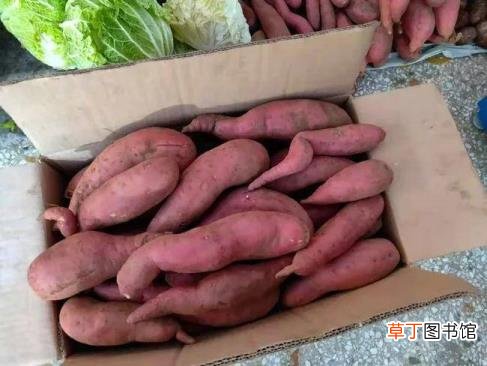 红薯放了一个月还能吃吗 红薯可以放多久