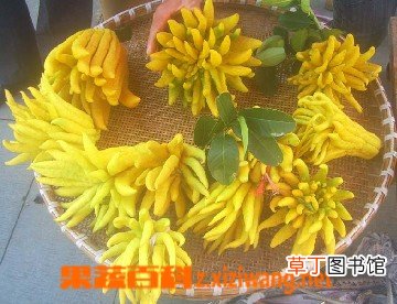 佛手的功效