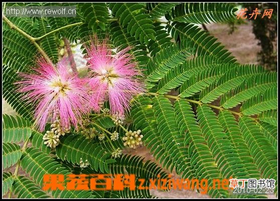 芙蓉花的功效和作用