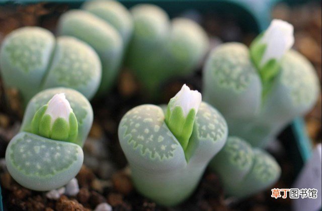 家里怎么养多肉植物