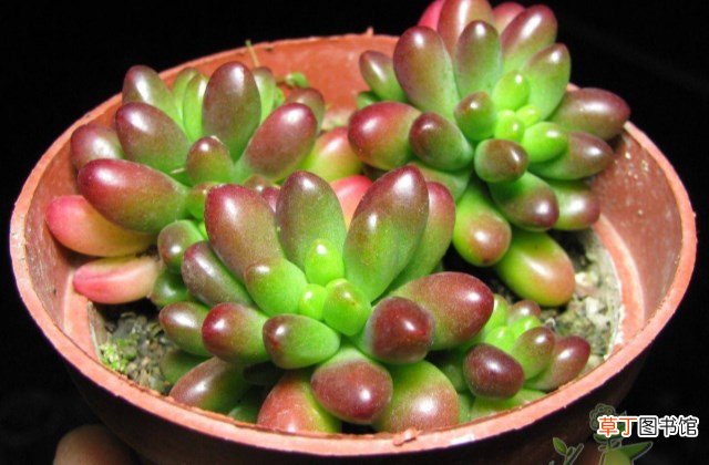 家里怎么养多肉植物