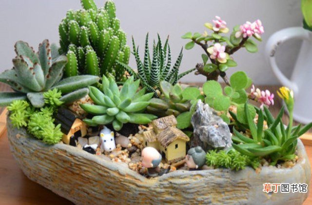 家里怎么养多肉植物