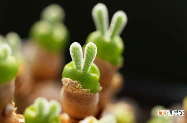 家里怎么养多肉植物