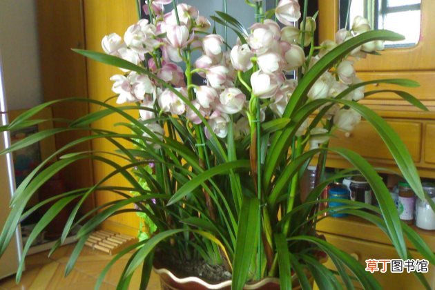 大花蕙兰烂根怎么办？大花蕙兰烂根如何处理？