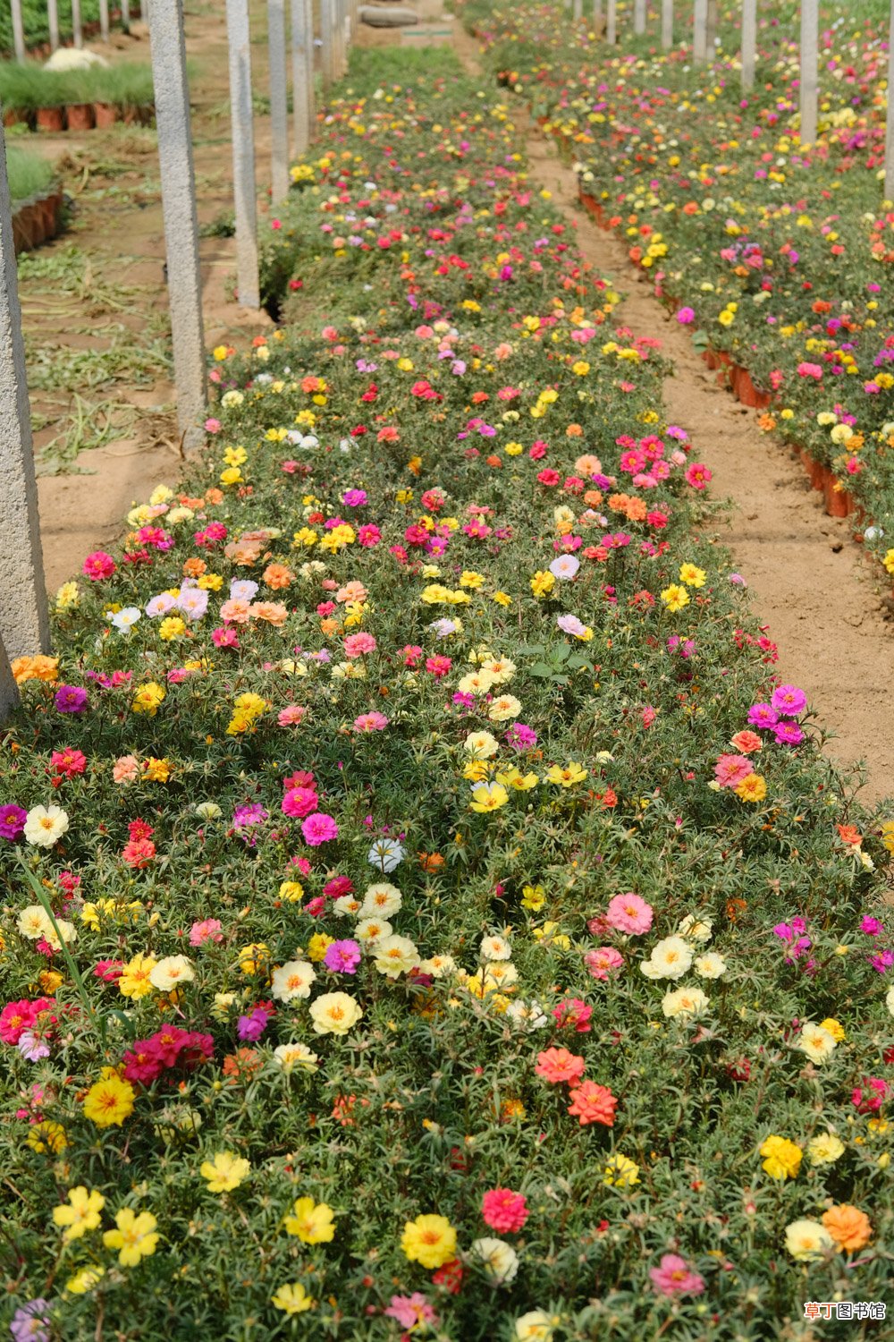 太阳花栽培技术，太阳花花苗怎么栽培