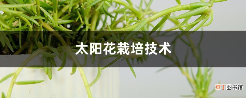 太阳花栽培技术，太阳花花苗怎么栽培