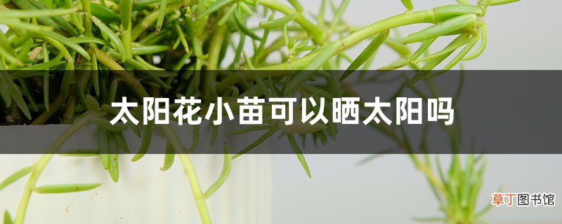 太阳花小苗可以晒太阳吗，怎么才能健康长大