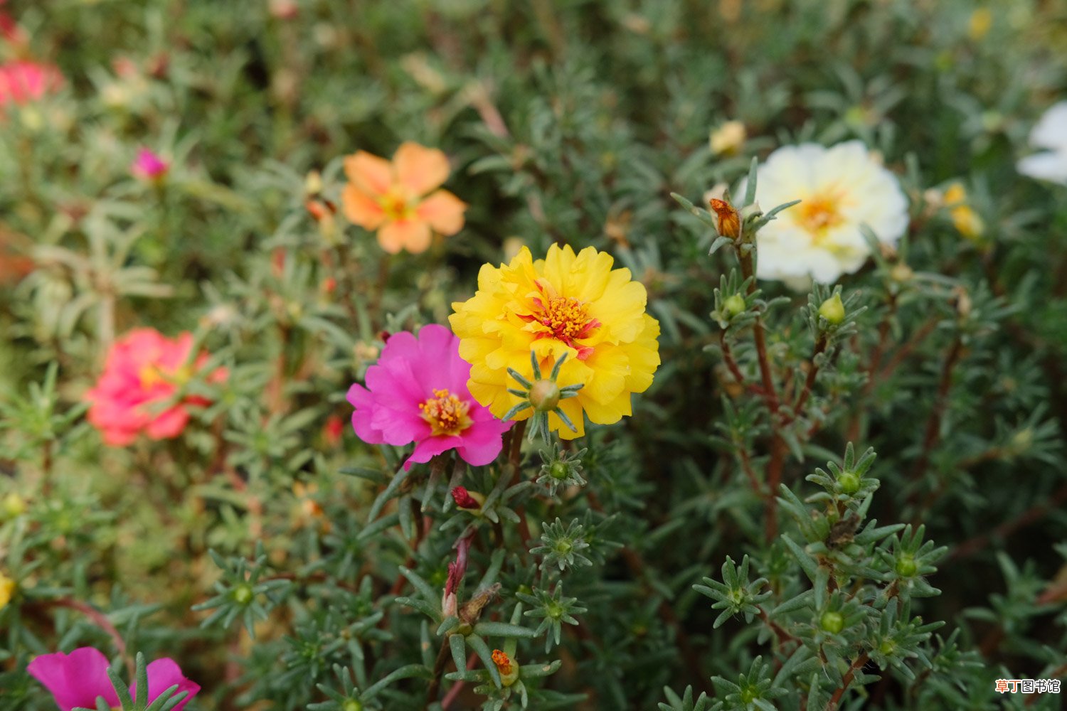 太阳花小苗可以晒太阳吗，怎么才能健康长大