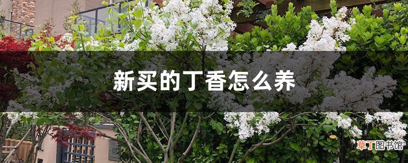新买的丁香怎么养